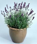 images-vaso lavanda