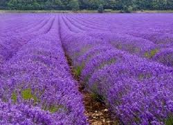 Lavanda-campo